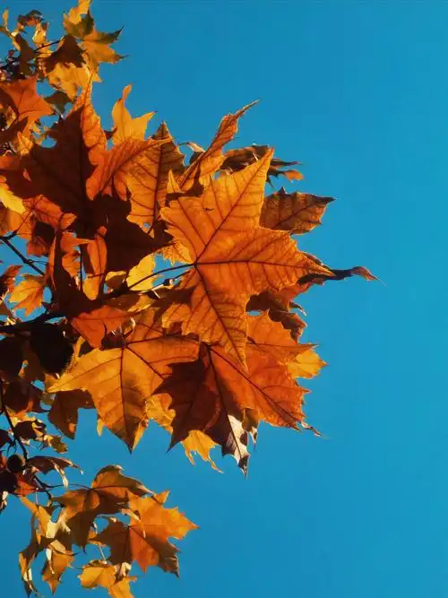 法国梧桐最后的辉煌