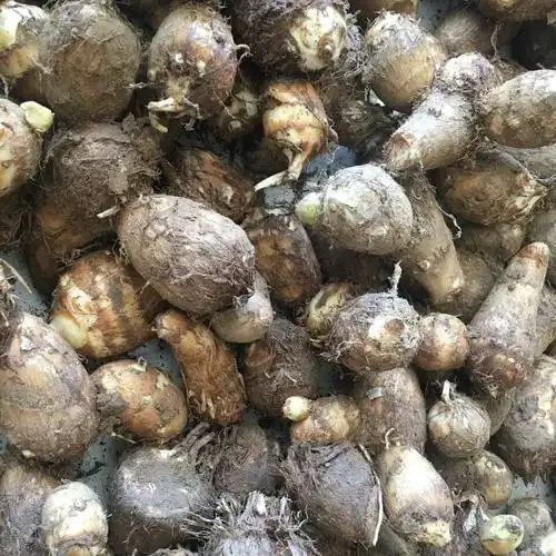 全国包邮龙山百果园山芋头产地直供