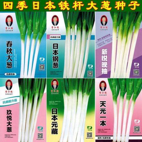 日本钢葱种子 四季蔬菜种子包邮 春秋季铁杆大葱种子抗倒伏耐热