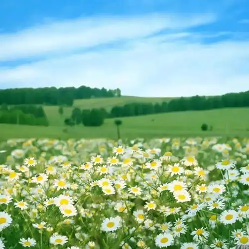 风景清新绿色封面图片朋友圈背景图片2023新款清新绿色风景