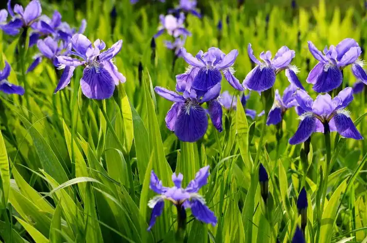 鸢尾花(席慕容)