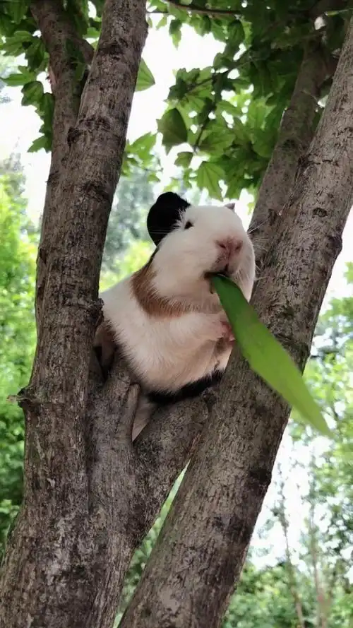 这年头母猪都上树了