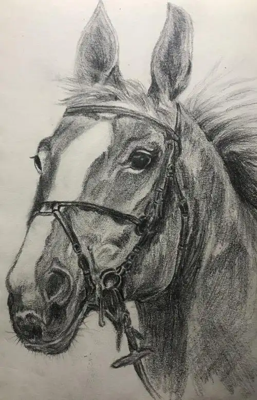 再不学画就老了零基础小白的练习日常素描小练笔之马头