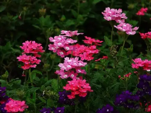 潍坊宿根美女樱怎么样美女樱苗供应