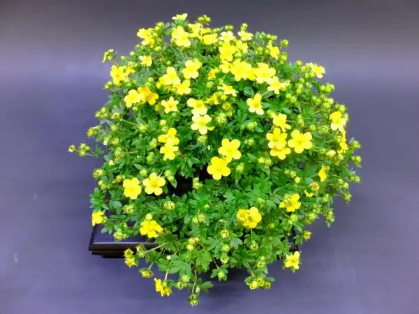 拉萨市的市花——金露梅