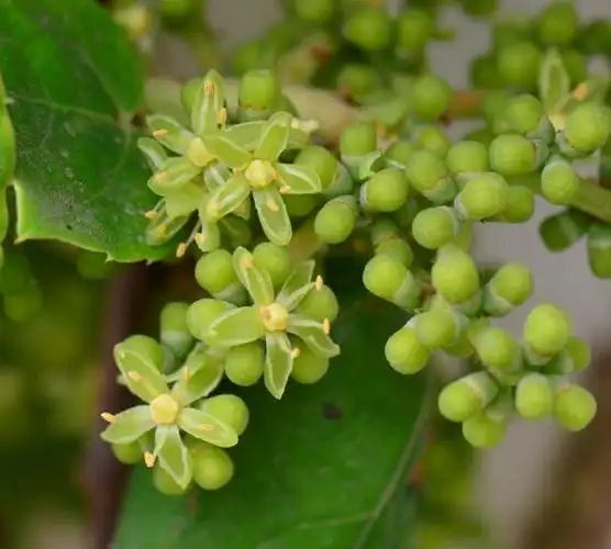 爬山虎正盛开,花是绿色的哦