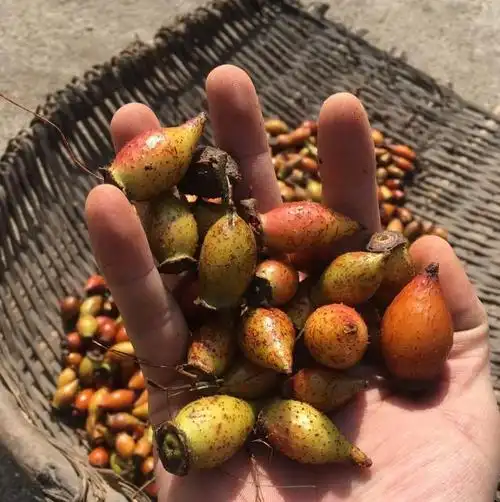 农村拿来喂猪的"野果子",却是男人的"补肾猛将"!