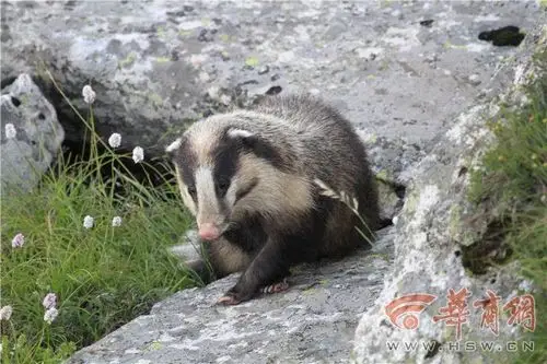注意猪獾出没!传说中的异兽你知道它的故事吗