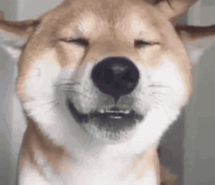 汪星人搞笑动图表情包