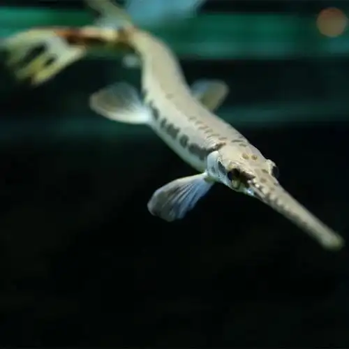 中大型热带鱼观赏鱼淡水鱼长嘴鳄鱼福鳄雀鳝尖嘴活体鱼