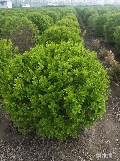 冠幅100厘米金叶女贞球