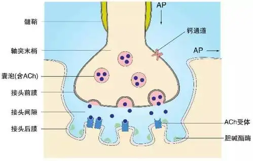 【高中生物】如题,c错在哪里?