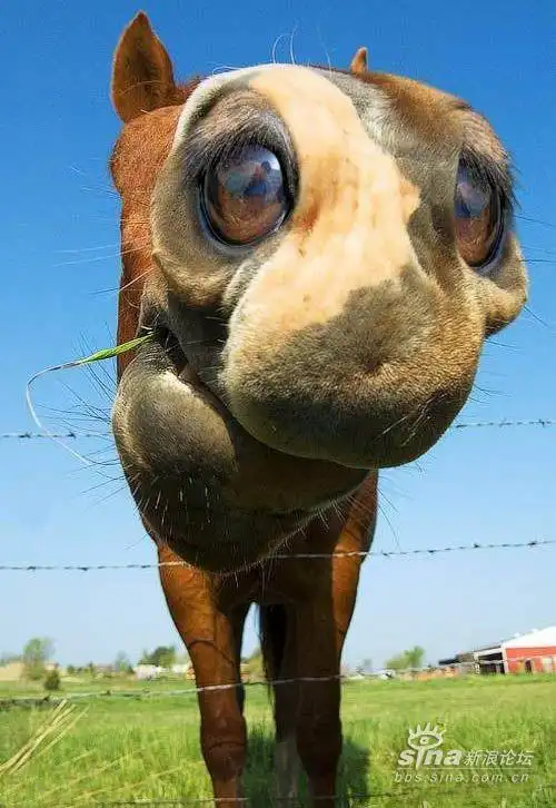 ps搞笑动物图片:来自未来的基因动物