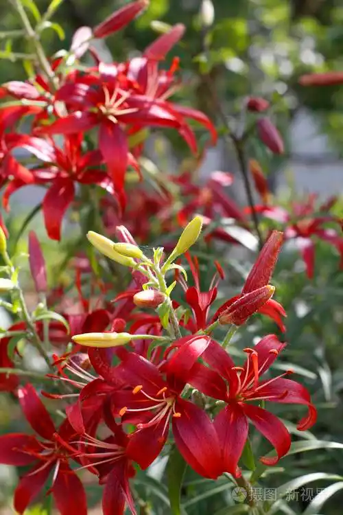 猩红百合特写花园里长着红百合