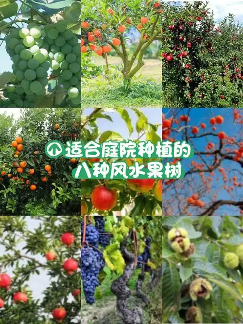八种风水果树庭院种一棵镇宅旺家