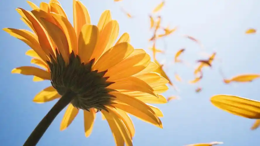 新清植物唯美向日葵高清电脑桌面壁纸下载