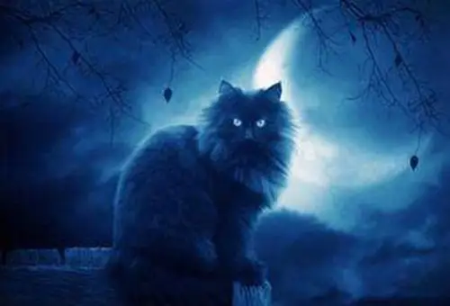 夜狸猫是什么动物,传说的夜狸猫事件村庄叫什么?