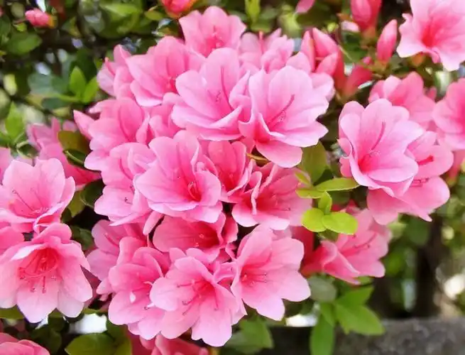 世界十大名花排名图片百花齐放朵朵皆惊艳