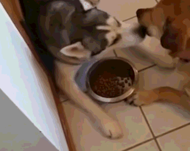 哈士奇见小伙伴被罚吃不饱,就悄悄把自己的狗粮分享出去