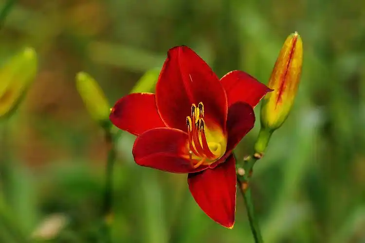 红色萱草花图片花卉鲜花花朵萱草花萱草
