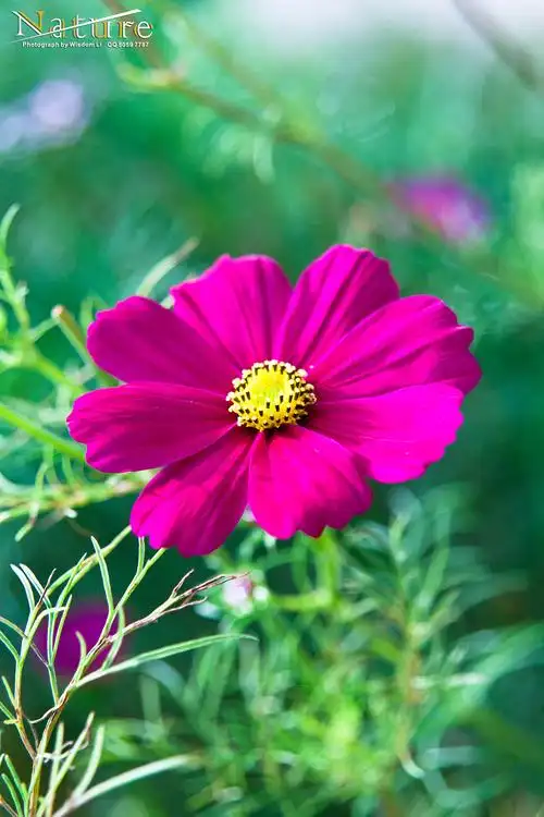 各种花花草草景观高清大集合 (自然生态类) |摄影