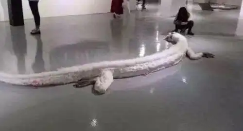 震惊村民修路竟挖出千年真龙