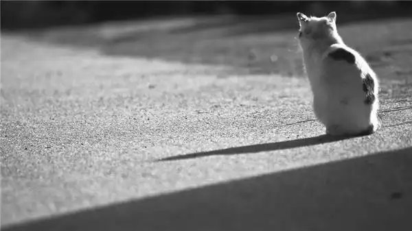 可爱猫咪忧伤背影唯美意境风景图片高清宽屏