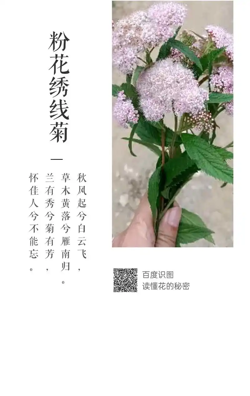 上热門9778 每天认识一种花__粉色绣线菊 - 抖音