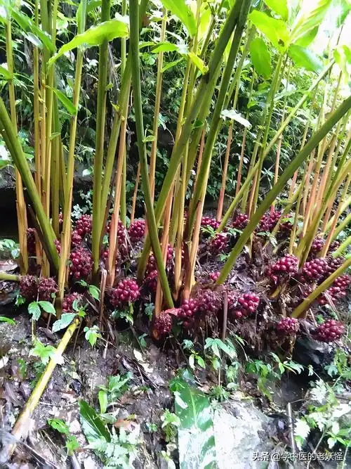 草果图片长什么样(草果的具体功效和作用介绍)