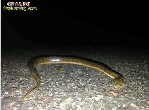 水蛇好养吗水蛇养殖在什么地方最好