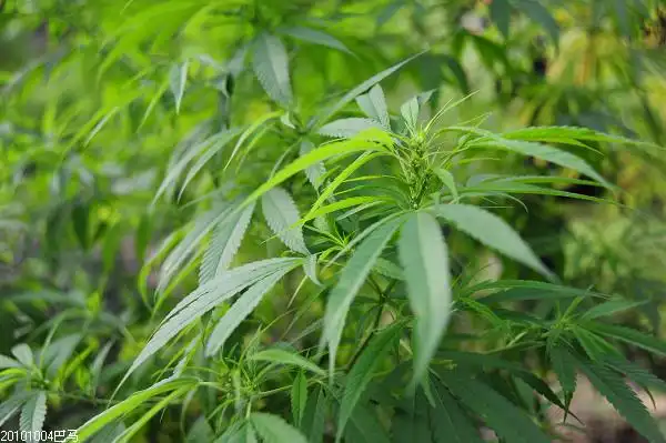 亲们~我对火麻这种植物很感兴趣,想知道火麻长什么样子啊?