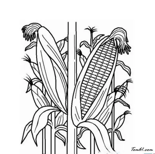 玉米地简笔画带色