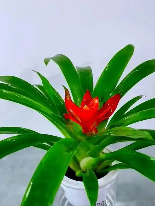 鸿运当头红红火火,花期特别长,好看又好活,花如菠萝头!