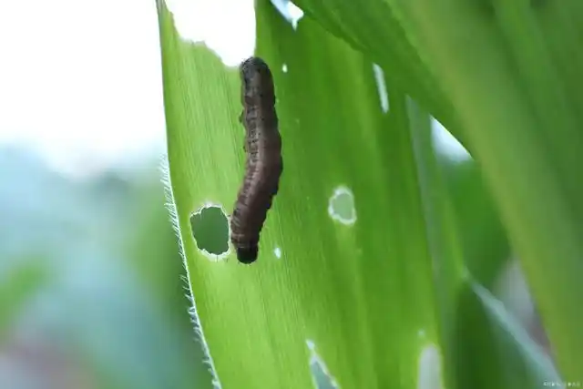 《一类农作物病虫害名录》征求意见,这16种病虫害列入,你同意吗