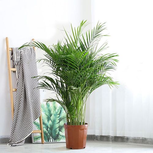 大型客厅盆栽室内凤尾竹夏威夷竹子办公室网红花卉绿植 富贵椰子1