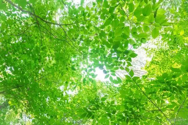 春天绿色的树叶背景高清大图-树叶背景自然/风光