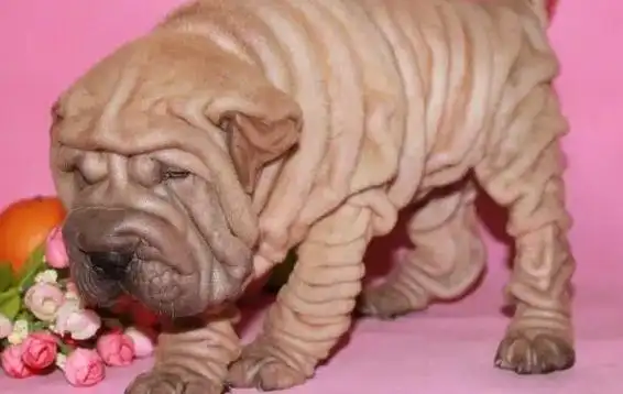 品相稍微好一点儿的沙皮狗幼犬的价格在2500块钱到4500块钱之间,如果