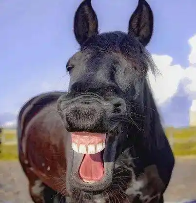 【轻松一刻】新年表情包来袭——马匹迷惑行为大赏