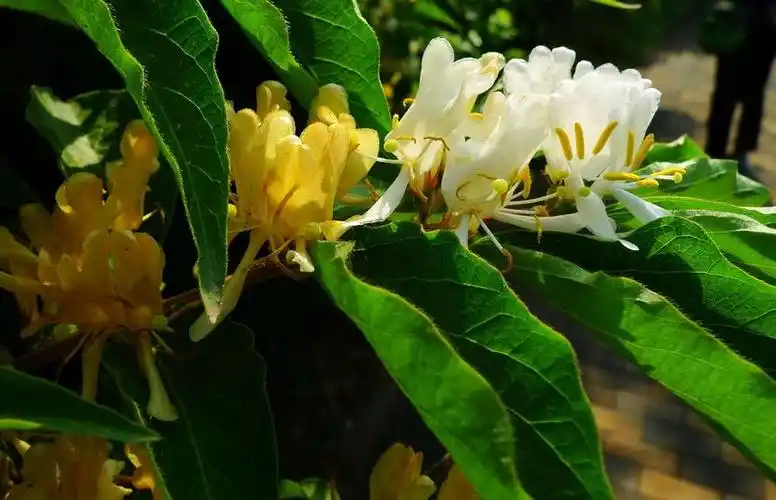 金银木开花了 (共 16 p)