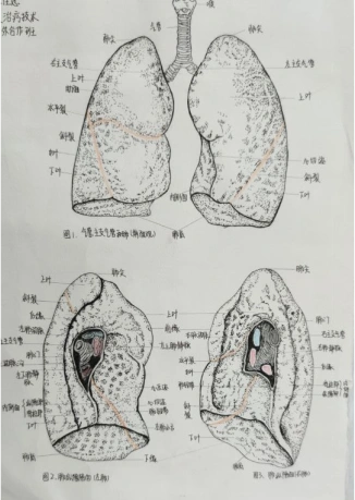 基础医学部举办第三届人体解剖学绘图大赛颁奖仪式