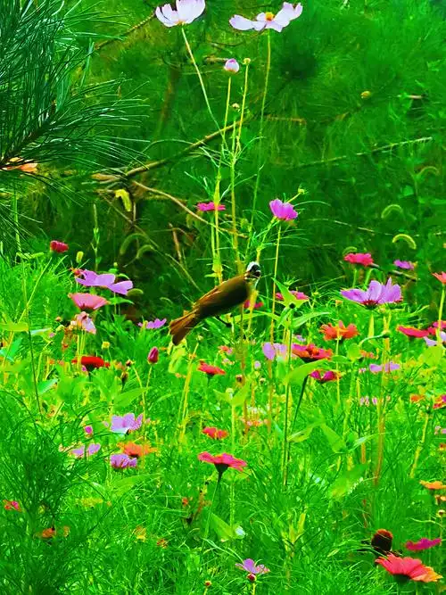 鸟语花香拍于南湖公园