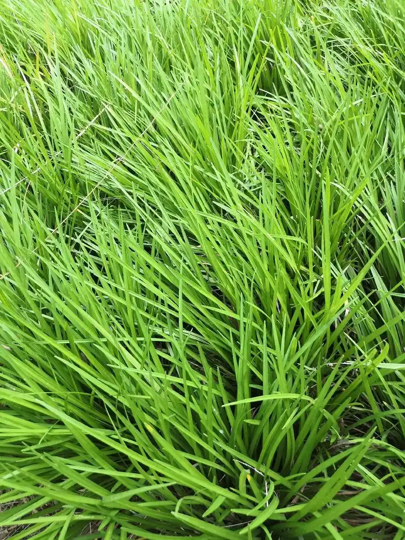 运城附近绿化麦冬草