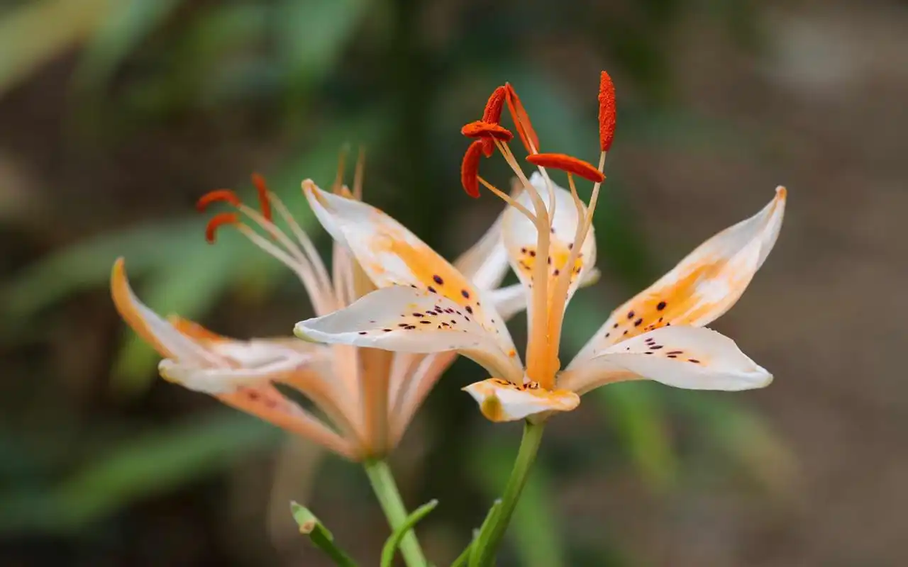 艳丽唯美的百合花图片桌面壁纸