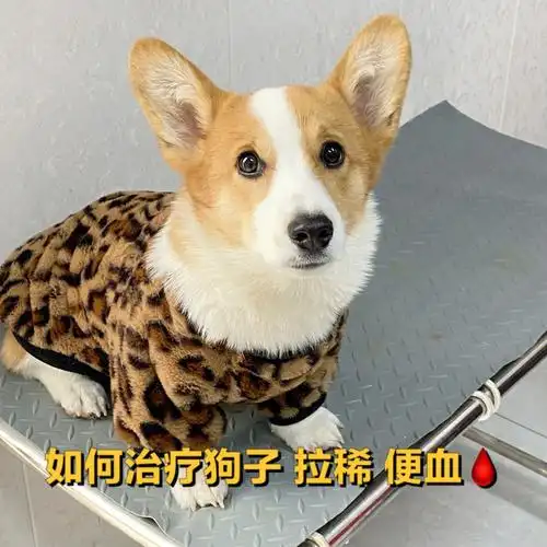 治疗狗子拉稀 便血00