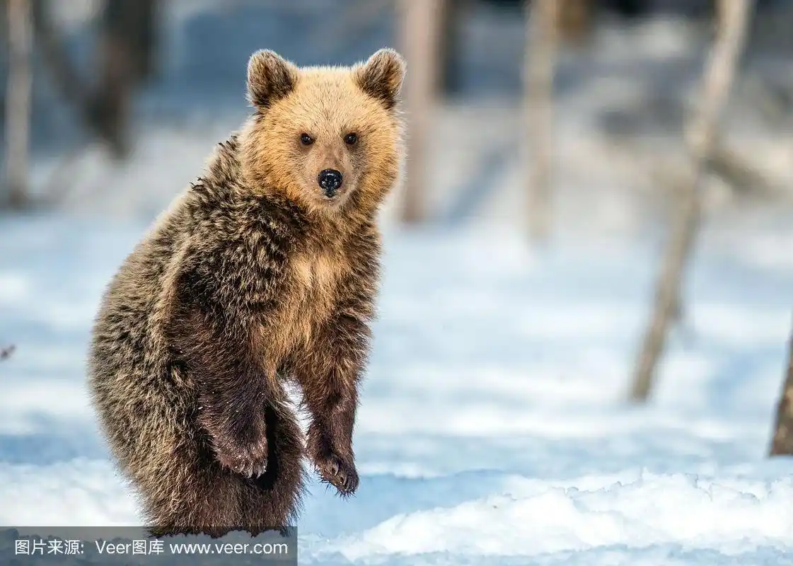 在冬天的森林里,小棕熊用后腿站立在雪地上.