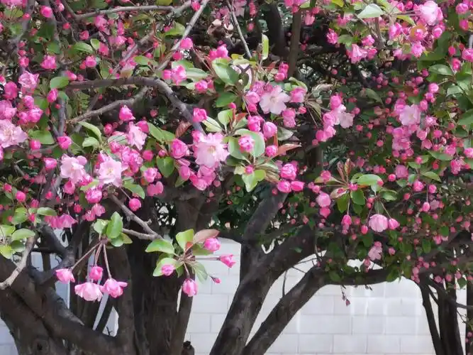 海棠树下 - 美篇