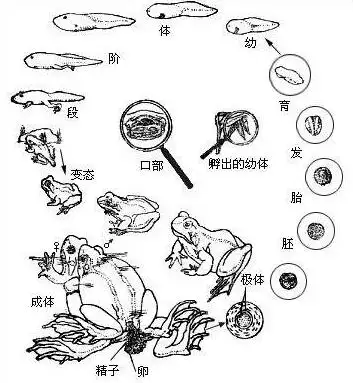 人工养殖蟾蜍的变态过程