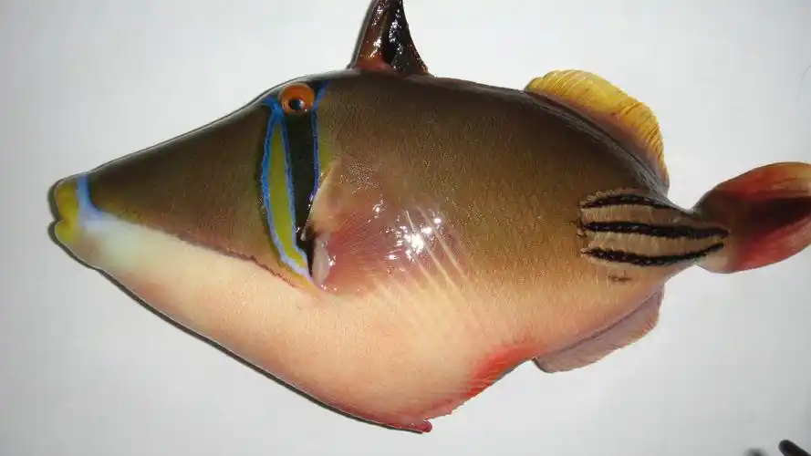 有人看过这条鱼吗?叫什么名字呐?速度一点.