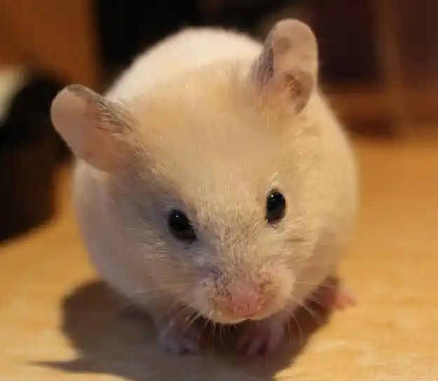 金丝熊怎么养金丝熊如何饲养