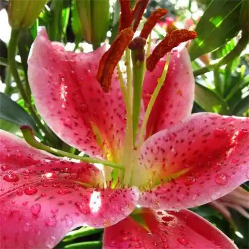 百合花头像图片